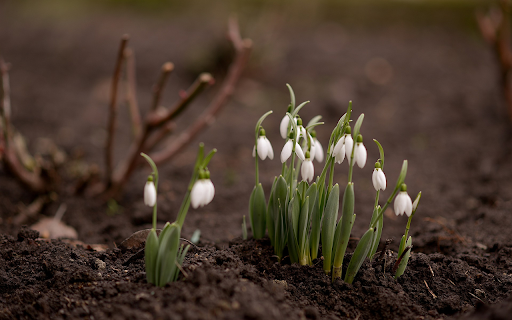 White flower clusters  from Chrome web store to be run with OffiDocs Chromium online