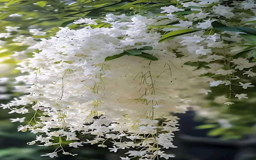 White flower cluster wallpaper  from Chrome web store to be run with OffiDocs Chromium online
