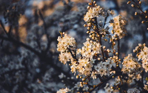 White Flower Forest  from Chrome web store to be run with OffiDocs Chromium online