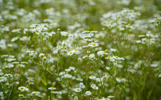 white flower garden  from Chrome web store to be run with OffiDocs Chromium online