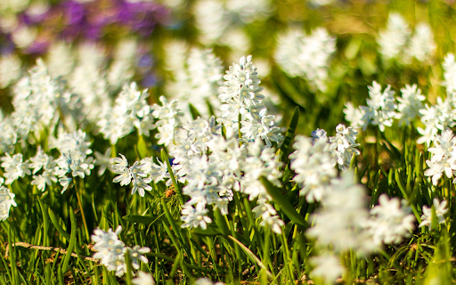 White Flower Grass  from Chrome web store to be run with OffiDocs Chromium online