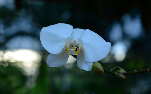 White flowers  from Chrome web store to be run with OffiDocs Chromium online
