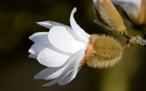 White Flowers and Feathers  from Chrome web store to be run with OffiDocs Chromium online