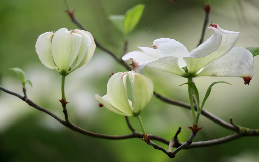 White flowers bloom  from Chrome web store to be run with OffiDocs Chromium online