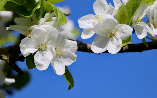 White Flowers Blooming Branches  from Chrome web store to be run with OffiDocs Chromium online