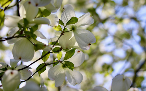 White Flowers in the Sun  from Chrome web store to be run with OffiDocs Chromium online
