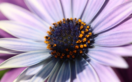 WHITE FLOWERS THEME  from Chrome web store to be run with OffiDocs Chromium online