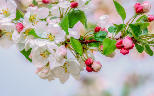 White flowers with pink buds from Chrome web store to be run with OffiDocs Chromium online White flowers with pink buds from Chrome web store to be run with OffiDocs Chromium online
