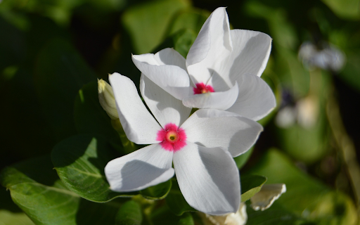 White flowers with pink hearts  from Chrome web store to be run with OffiDocs Chromium online