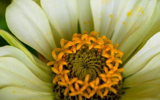 White flowers with yellow pistils  from Chrome web store to be run with OffiDocs Chromium online