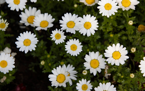 White Flowers with Yellow Stamens  from Chrome web store to be run with OffiDocs Chromium online