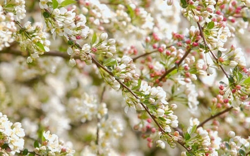 WHITE FLOWER Theme  from Chrome web store to be run with OffiDocs Chromium online