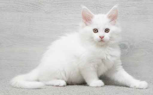 White fluffy cat  from Chrome web store to be run with OffiDocs Chromium online