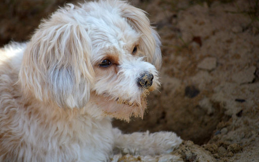 White Fluffy Dog  from Chrome web store to be run with OffiDocs Chromium online