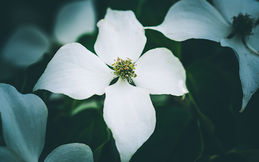 White four petaled flowers  from Chrome web store to be run with OffiDocs Chromium online