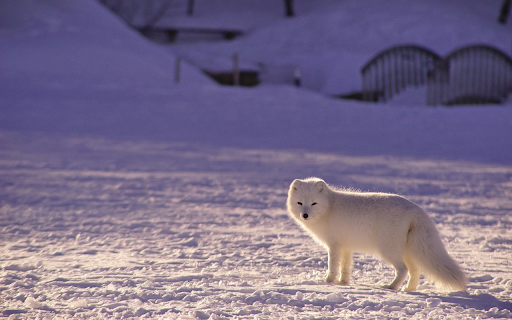 White fox  from Chrome web store to be run with OffiDocs Chromium online