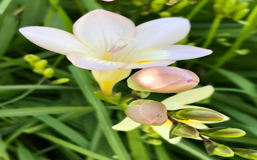 White freesia wallpaper  from Chrome web store to be run with OffiDocs Chromium online