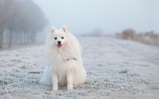 White fur dog  from Chrome web store to be run with OffiDocs Chromium online