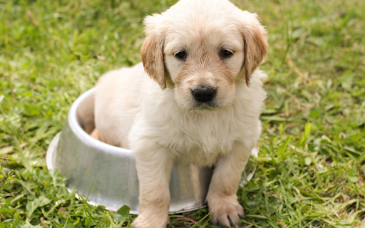 White fur puppy  from Chrome web store to be run with OffiDocs Chromium online