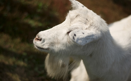 White goat with long beard  from Chrome web store to be run with OffiDocs Chromium online