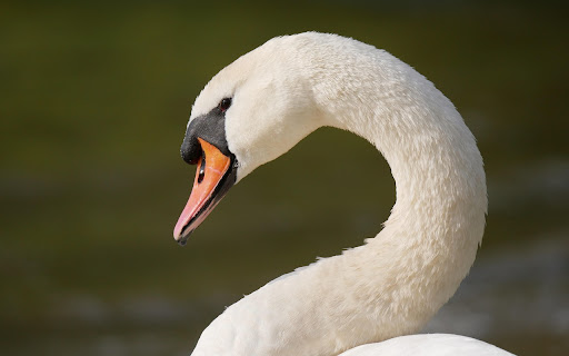 WHITE GOOSE THEME  from Chrome web store to be run with OffiDocs Chromium online