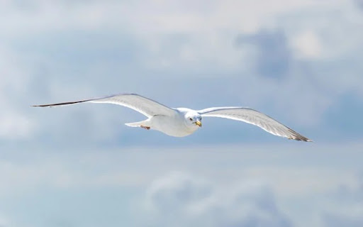 WHITE GULL THEME  from Chrome web store to be run with OffiDocs Chromium online