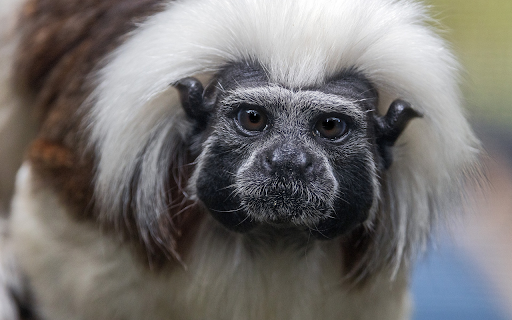 White haired monkey  from Chrome web store to be run with OffiDocs Chromium online
