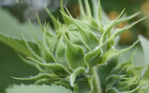 White hairy flowers  from Chrome web store to be run with OffiDocs Chromium online