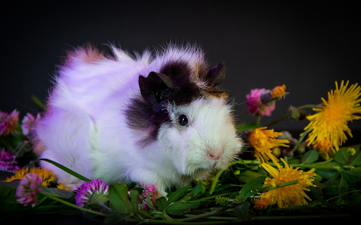 white hamster with brown spots  from Chrome web store to be run with OffiDocs Chromium online