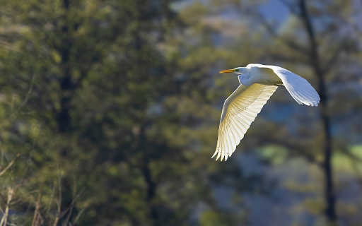 White heron flying over the field  from Chrome web store to be run with OffiDocs Chromium online