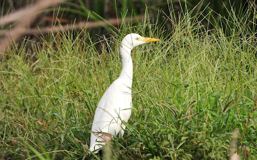 White Heron with Yellow Bill  from Chrome web store to be run with OffiDocs Chromium online