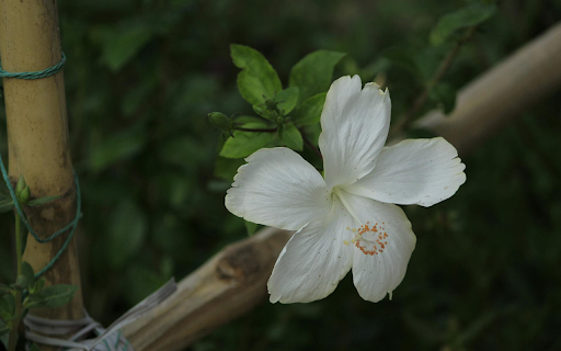 White Hibiscus  from Chrome web store to be run with OffiDocs Chromium online