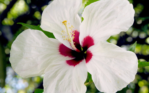 White hibiscus flower  from Chrome web store to be run with OffiDocs Chromium online