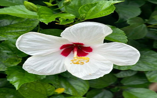 White Hibiscus Wallpaper  from Chrome web store to be run with OffiDocs Chromium online