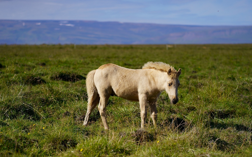 White horse on the grass field  from Chrome web store to be run with OffiDocs Chromium online