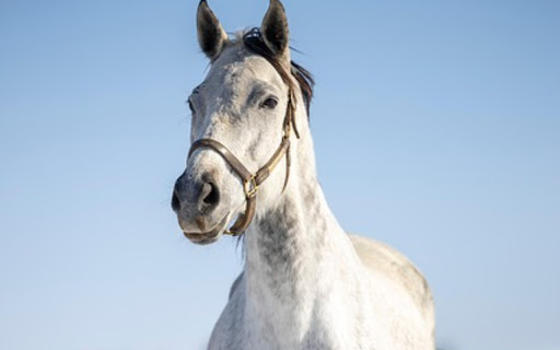 WHITE HORSE Theme  from Chrome web store to be run with OffiDocs Chromium online