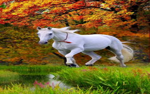 White horse wallpaper  from Chrome web store to be run with OffiDocs Chromium online