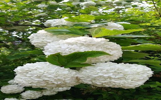 white hydrangea wallpape  from Chrome web store to be run with OffiDocs Chromium online