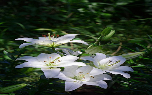 White lilies wallpaper  from Chrome web store to be run with OffiDocs Chromium online