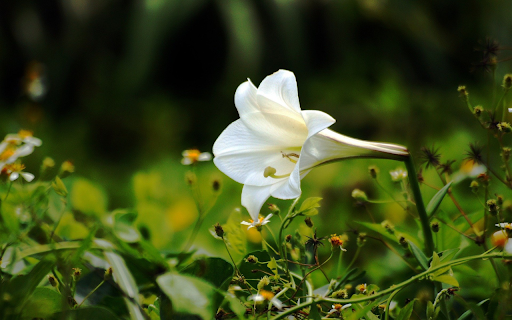 White lily  from Chrome web store to be run with OffiDocs Chromium online