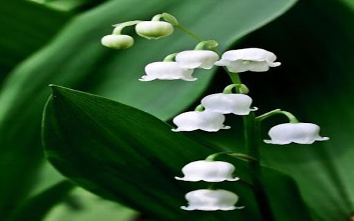 white lily of the valley wallpaper  from Chrome web store to be run with OffiDocs Chromium online