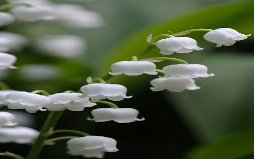 White Lily Wallpaper  from Chrome web store to be run with OffiDocs Chromium online