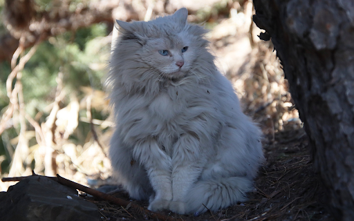 White lion cat  from Chrome web store to be run with OffiDocs Chromium online