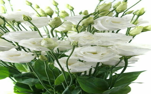 White Lisianthus wallpaper  from Chrome web store to be run with OffiDocs Chromium online