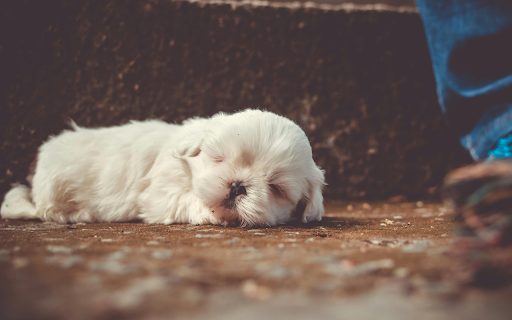 White Little Dog Sleeping  from Chrome web store to be run with OffiDocs Chromium online