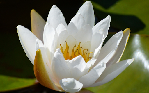 White Lotus  from Chrome web store to be run with OffiDocs Chromium online