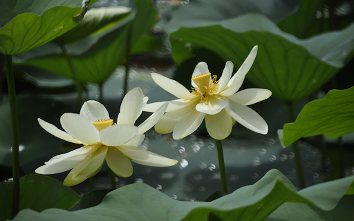 White lotus radiates fragrance  from Chrome web store to be run with OffiDocs Chromium online