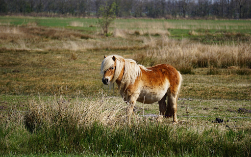 White maned horse  from Chrome web store to be run with OffiDocs Chromium online
