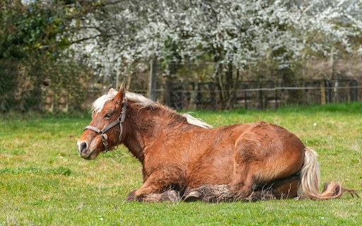 White Mane Horse  from Chrome web store to be run with OffiDocs Chromium online