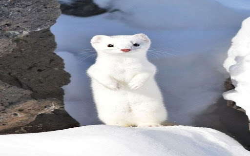 white mink wallpaper  from Chrome web store to be run with OffiDocs Chromium online